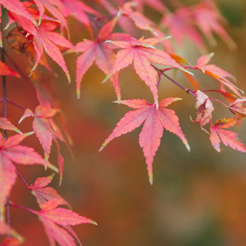 Acer Palmatum Atropurpureum Japanese Maple Leaf Close