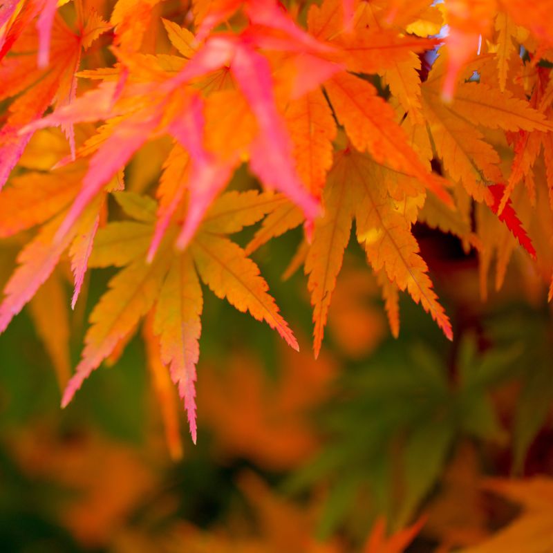 Acer Palmatum Orangeola Japanese Maple Leaf Hero