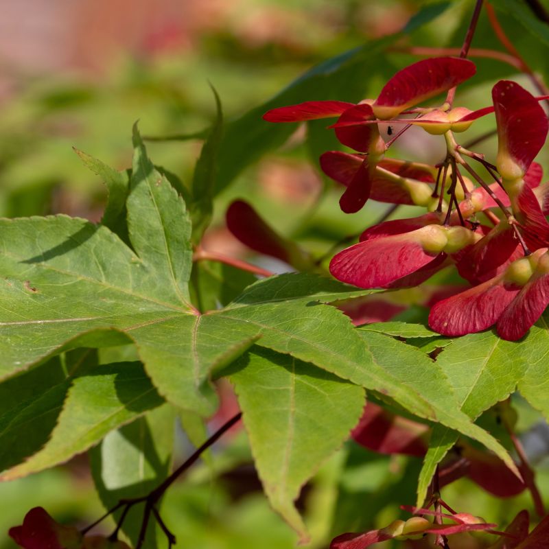Acer Palmatum Osakazuki Japanese Maple Close Seeds