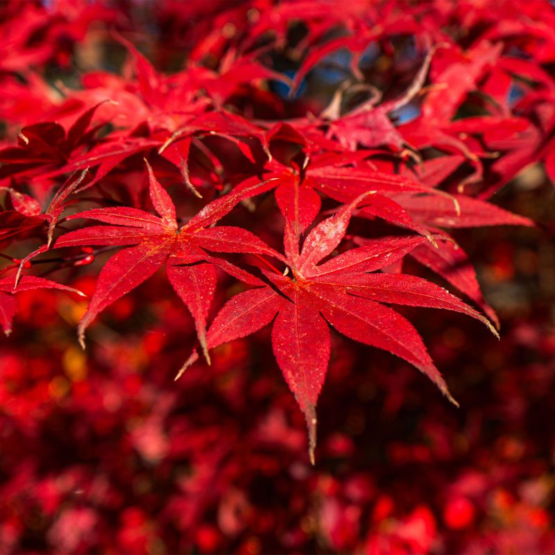 Acer Rubrum Shrub Hero