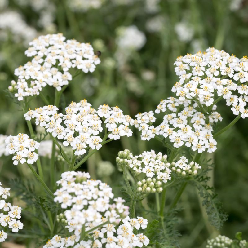 Achillea Millefolium White Beauty Perennial Hero