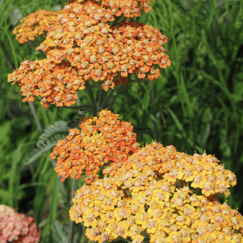 Achillea Terracotta Shrub Hero