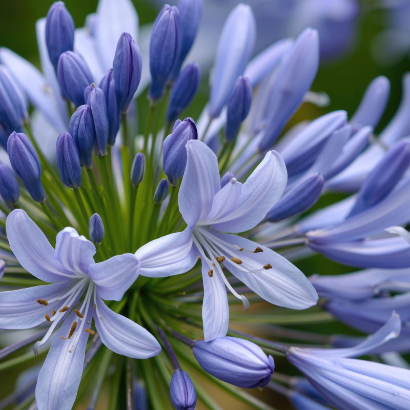 Agapanthus Africanus Perennial Close