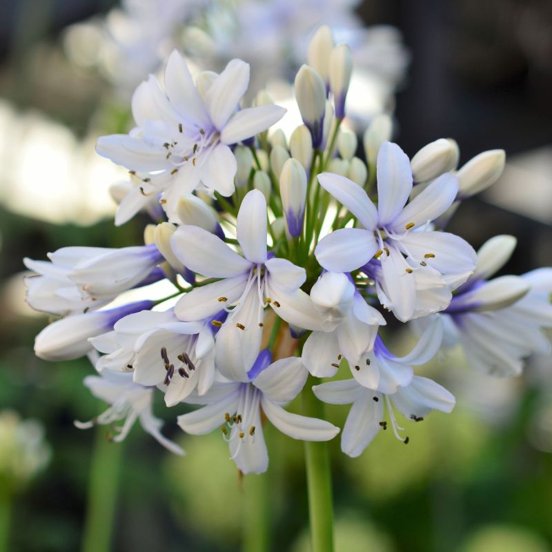 Agapanthus Twister Perennial Close