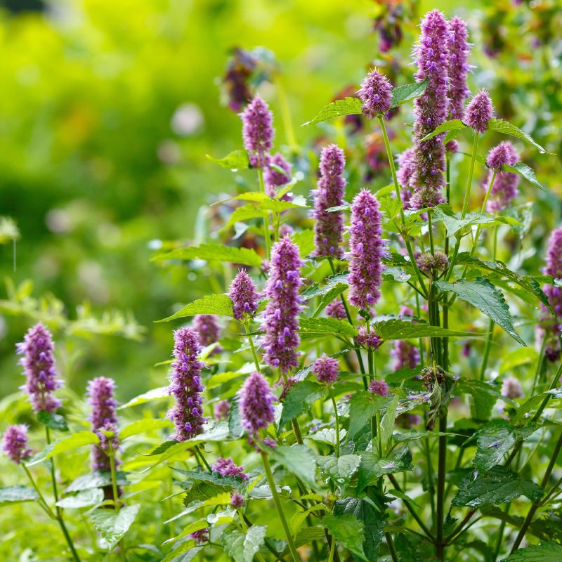 Agastache Rosie Posie Perennial Hero