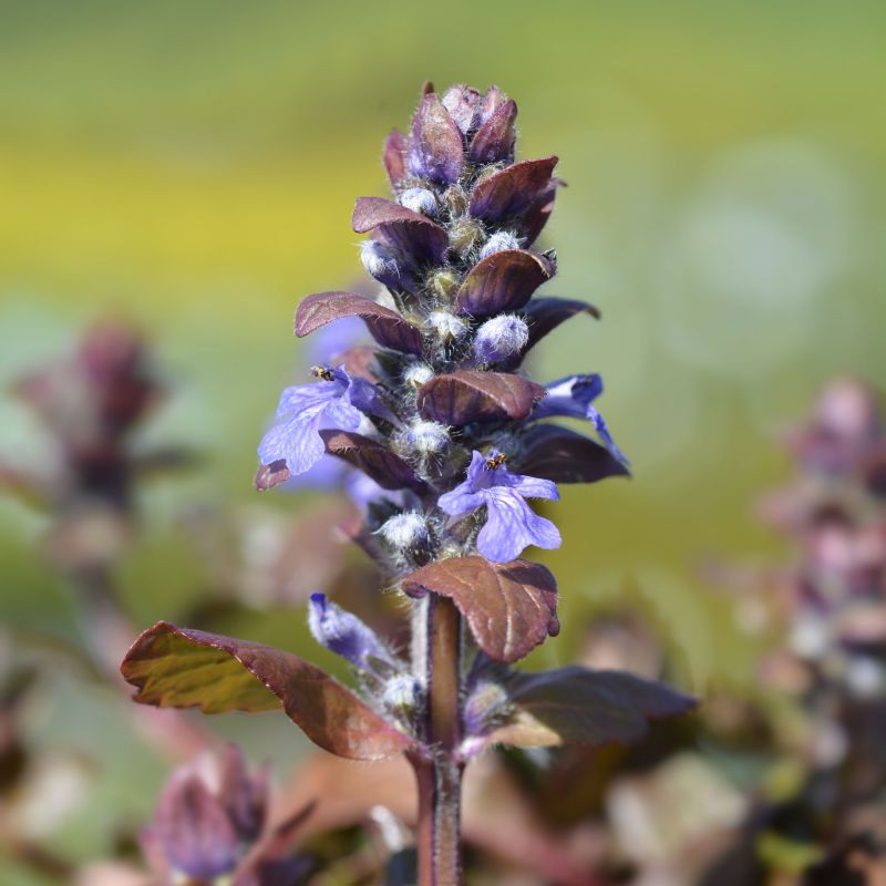 Ajuga Burgundy Glow Perennial Hero
