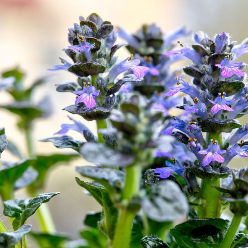 Ajuga 'Metalicca Crispa' - 1L Pot Hero