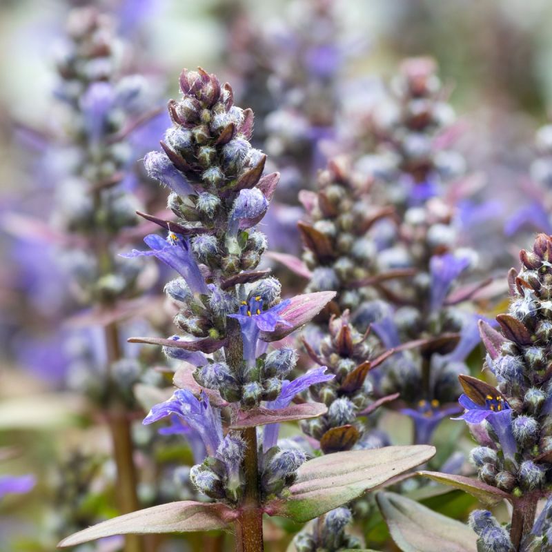Ajuga tenorii 'Chocolate Chips' - 2L Pot hero