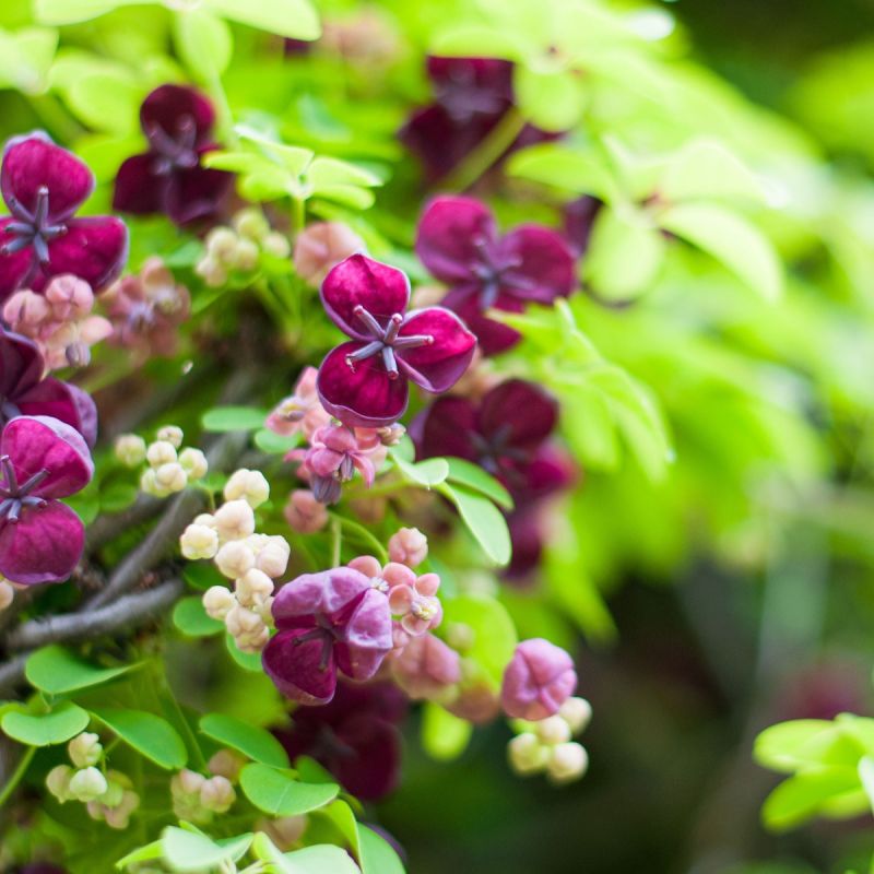Akebia quinata 3LD - 3L Pot flowering