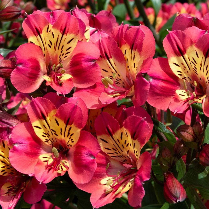 Alstroemeria Inca Pink Sparkle Perennial Close