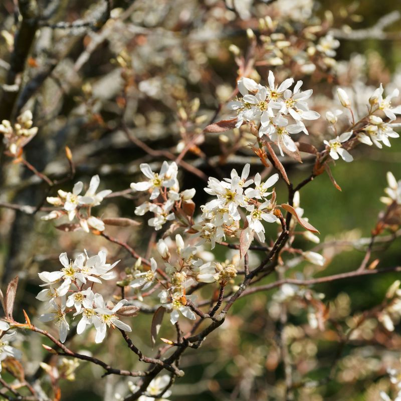 Amelanchier Lamarckii Shrub Hero