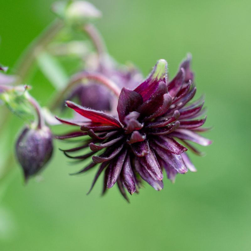 Aquilegia Vulgaris Black Barlow Perennial Hero