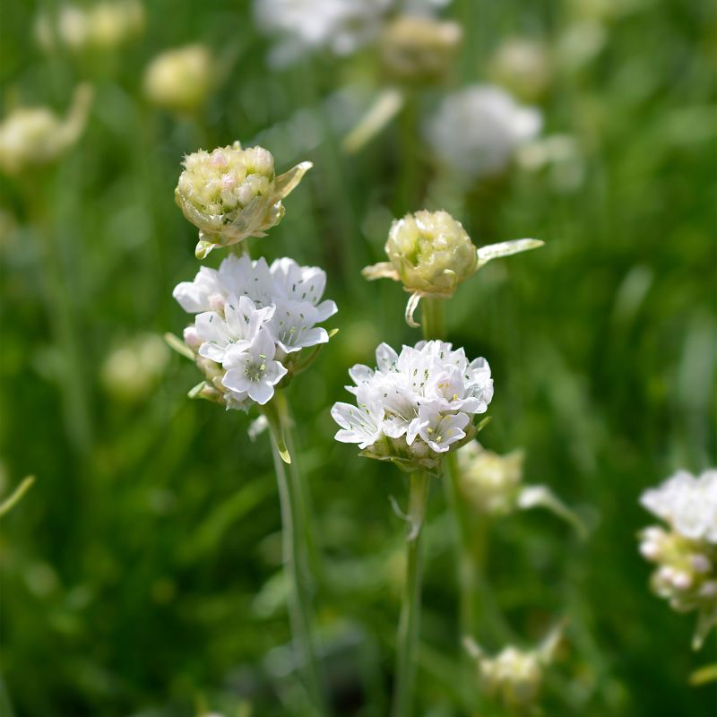 Armeria Armada White Perennial Hero