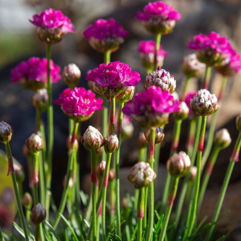 Armeria 'Nifthy Thrifty' - 1L Pot hero