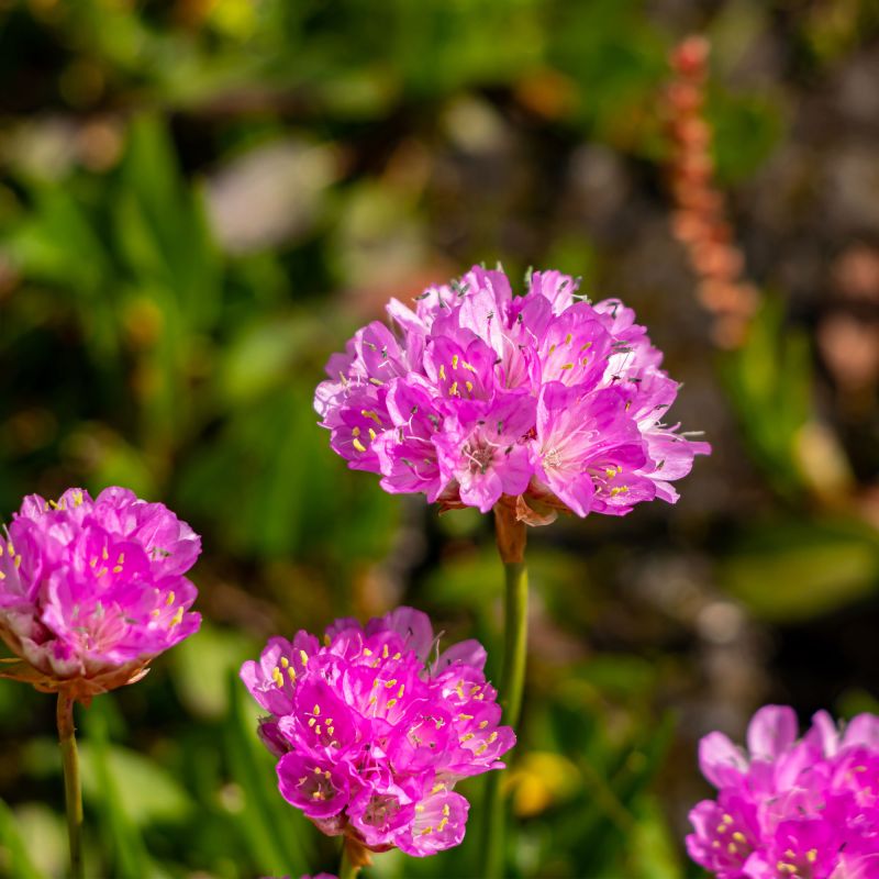 Armeria Rubrifolia Perennial Hero