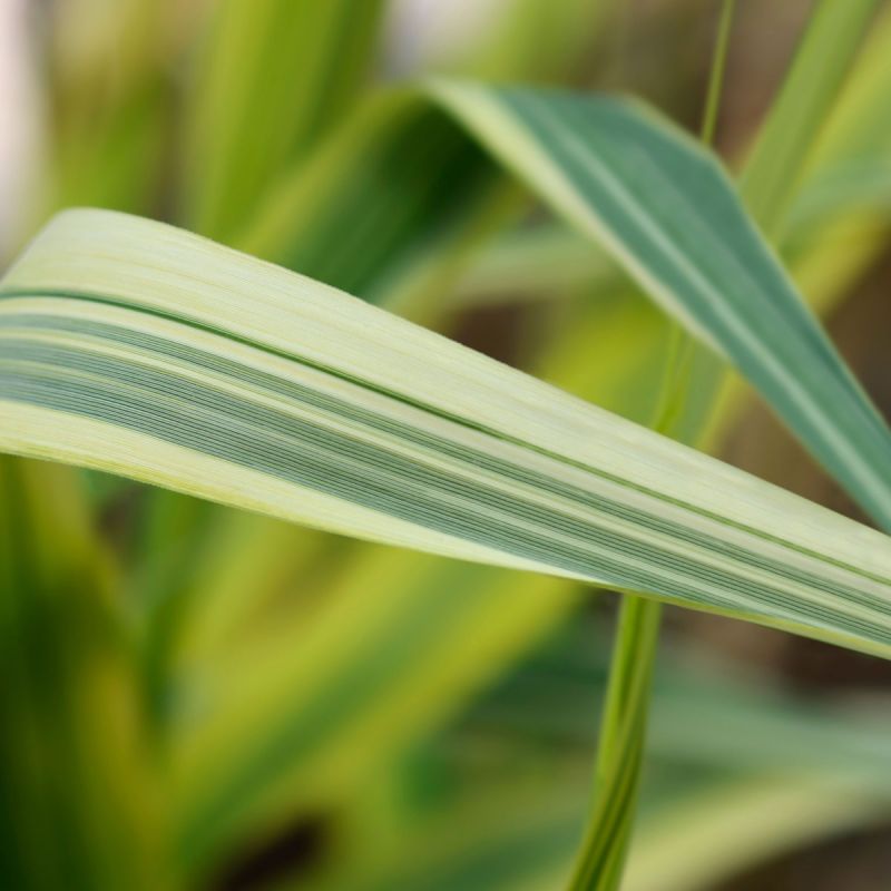 Arundo donax 'Ely' - 2L Pot hero