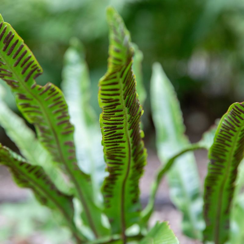Asplenium Scolopendrium Fern Hero