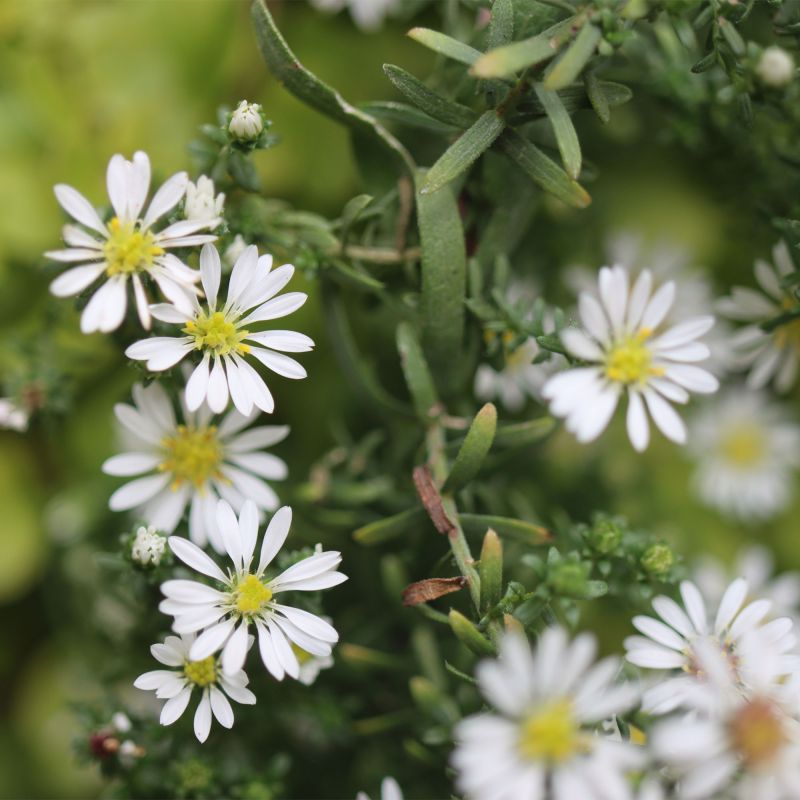 Aster Schneekissen Perennial Hero
