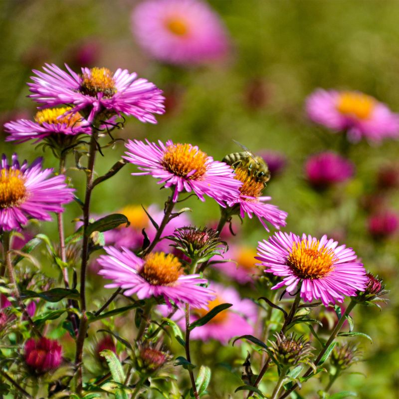 Aster Wood'S Pink Perennial Hero