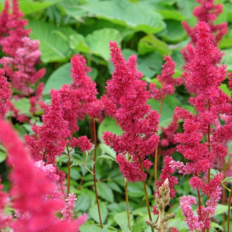 Astilbe A Fanal Perennial Hero