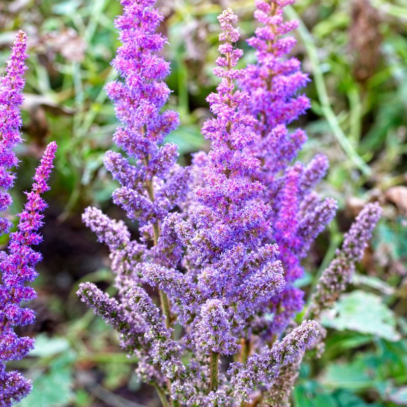 Astilbe Chinensis Pumila Perennial Hero