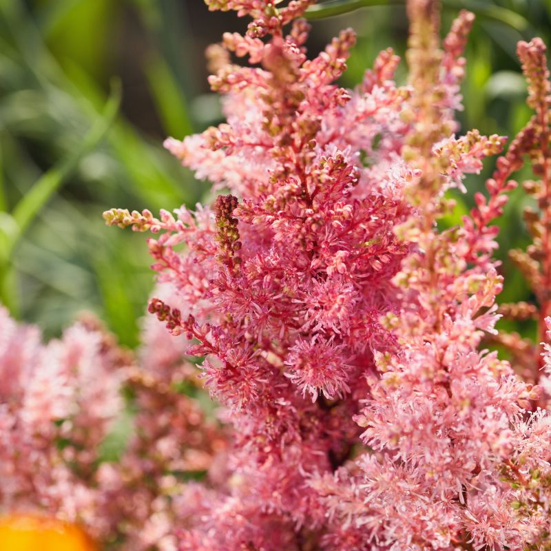 Astilbe Elizabeth Bloom Perennial Hero
