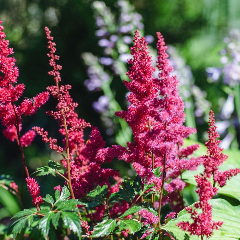 Astilbe J Mainz Perennial Hero