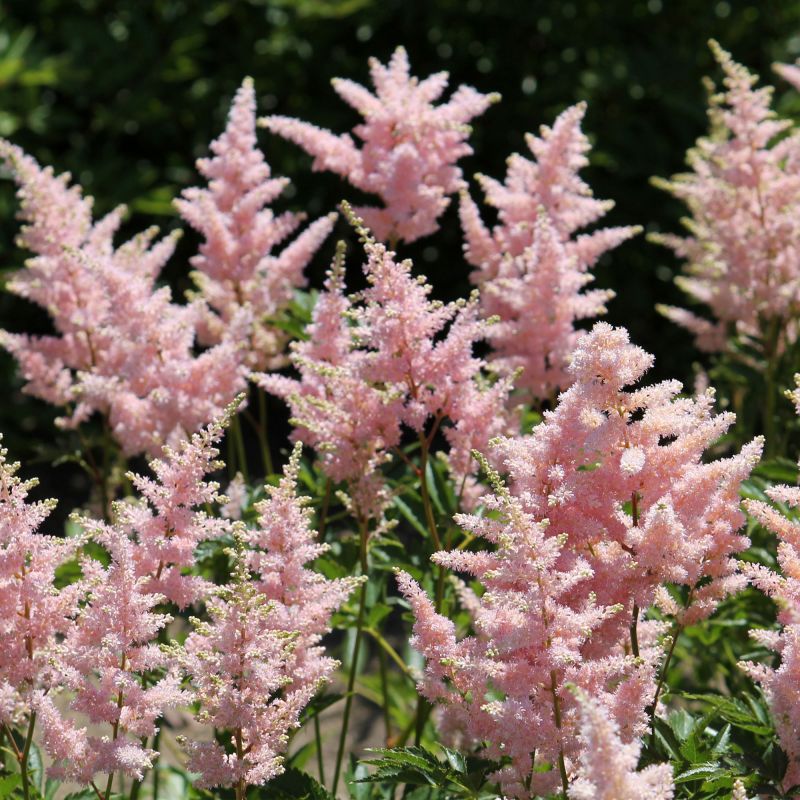 Astilbe S Hennie Graafland Perennial Hero