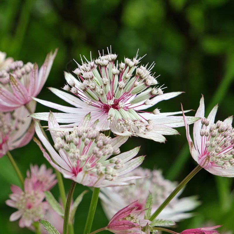 Astrantia Buckland Perennial Hero
