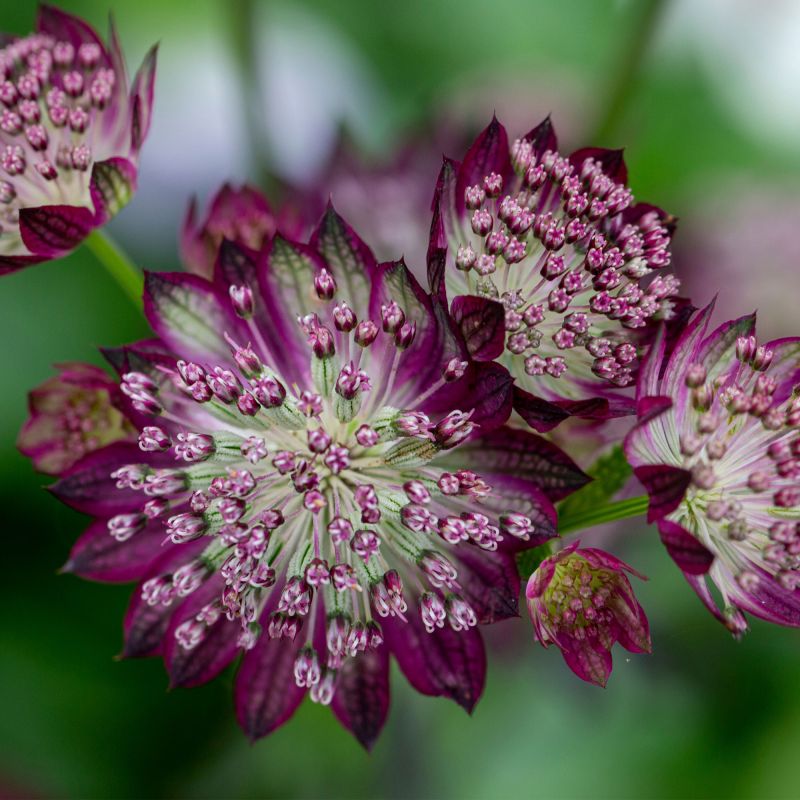 Astrantia Major Burgundy Manor Perennial Hero
