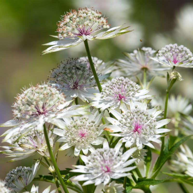 Astrantia Major Florence Perennial Hero