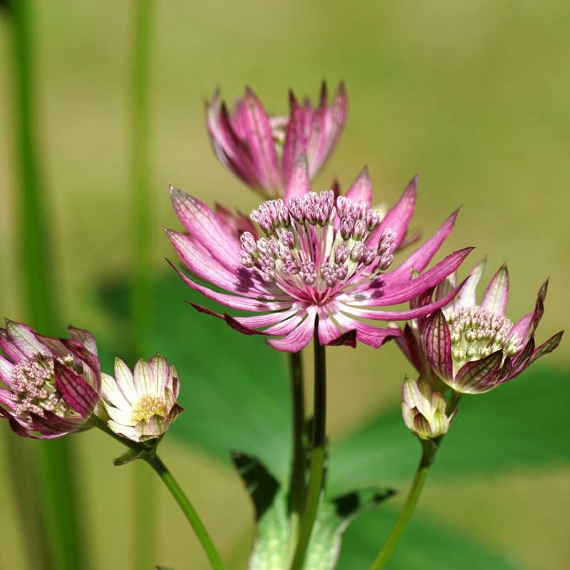 Astrantia Major Primadonna Perennial Hero