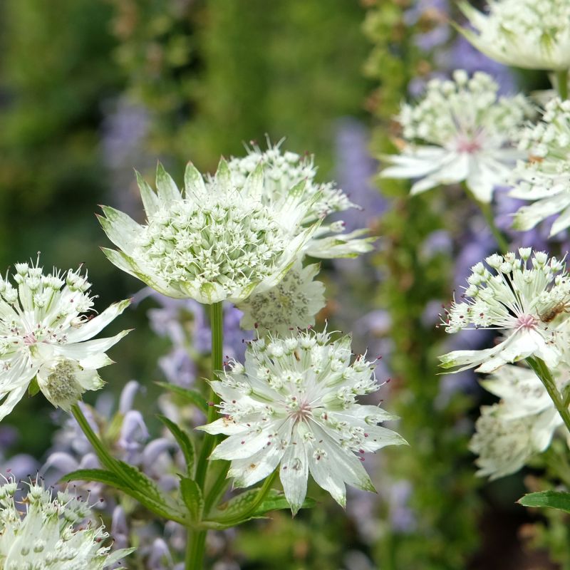 Astrantia Star Of Billion Perennial Hero