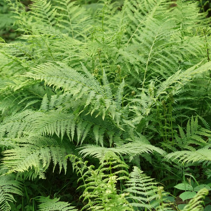 Athyrium Filix Femina Fern Hero