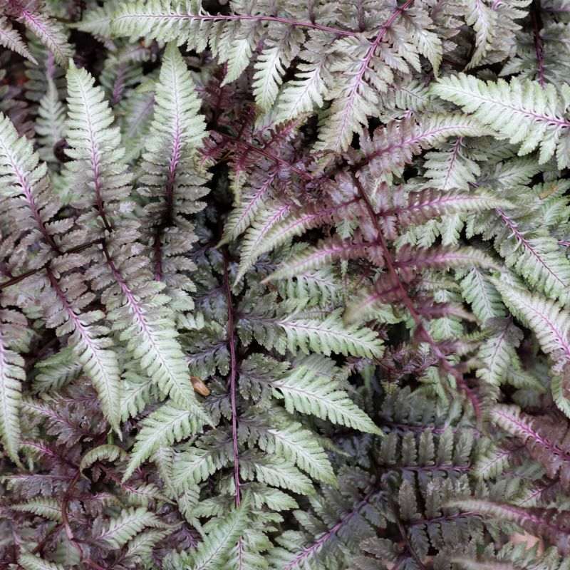 Athyrium Niponicum Red Beauty Fern Hero