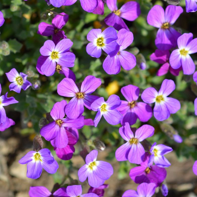 aubrieta-dr-mules-variegated-perennial-hero