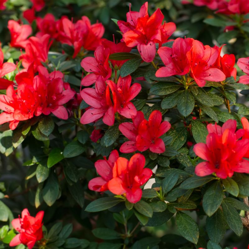 azalea-'excelsior'-red-shrub-hero