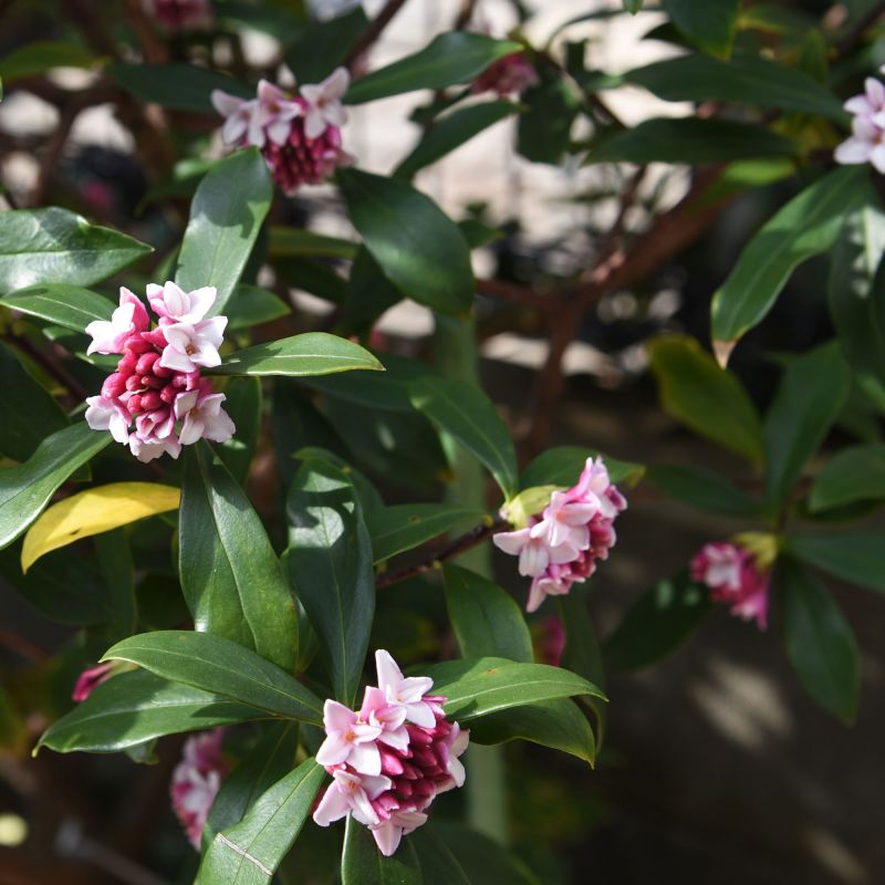 Daphne tr. Pink Fragance