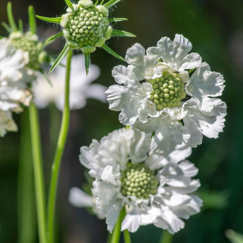 Scabiosa cauc. 'Alba'