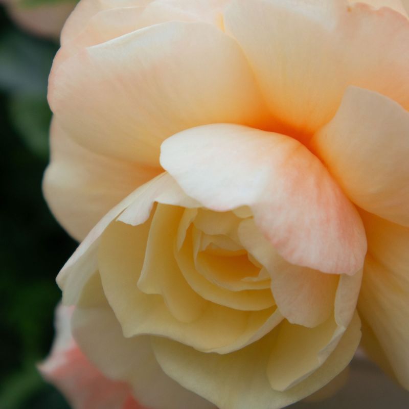 Begonia Fragrant Falls Peach close