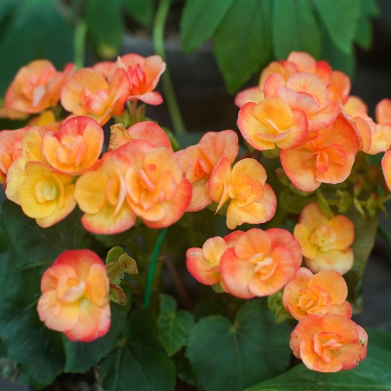 Begonia Fragrant Falls Peach hero