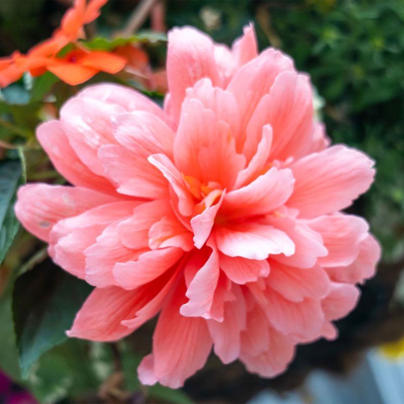 Begonia 'Funky Light Pink' perennial hero