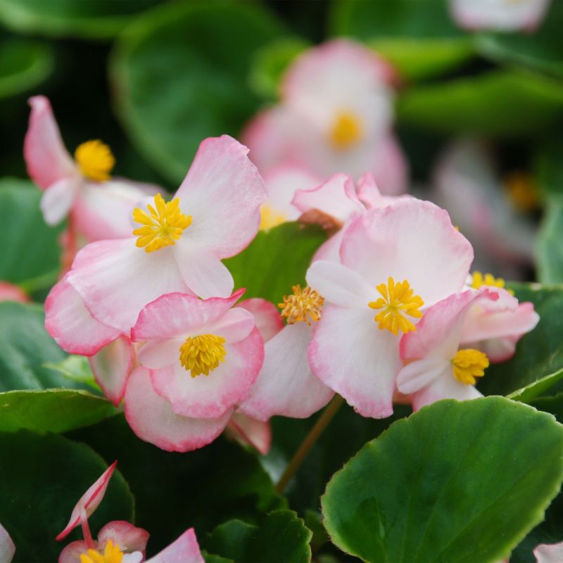 Begonia Glory Bicolour - 1L Pot Hero