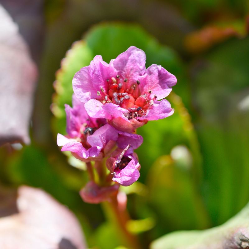 Bergenia Abendglut Elephant Ears Perennial Hero