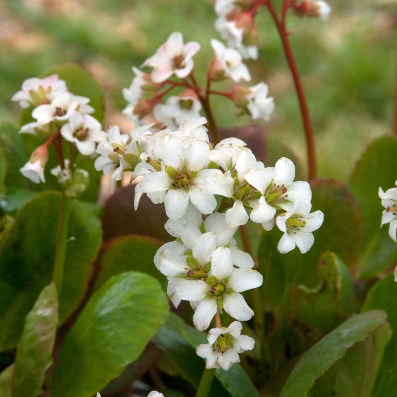 Bergenia Bressingham White Perennial Hero