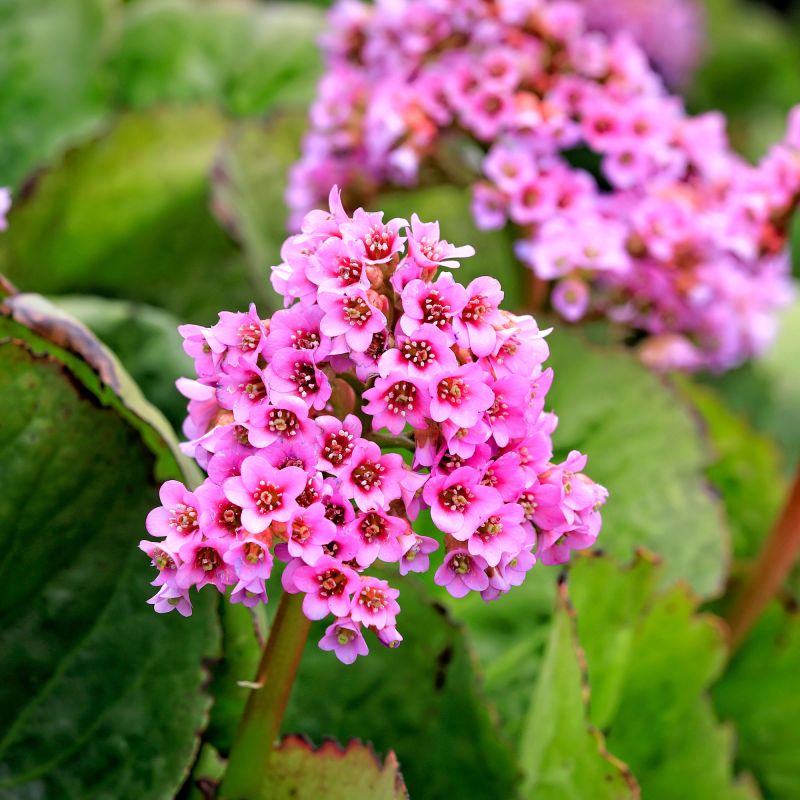 Bergenia Cordifolia Perennial Hero
