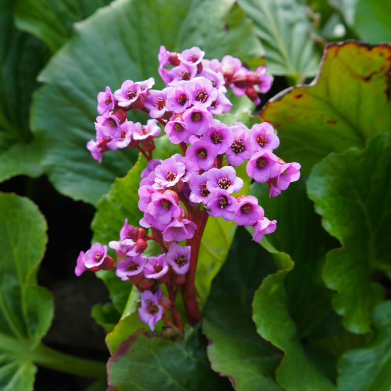 Bergenia Cordifolia Rotblum Perennial Hero