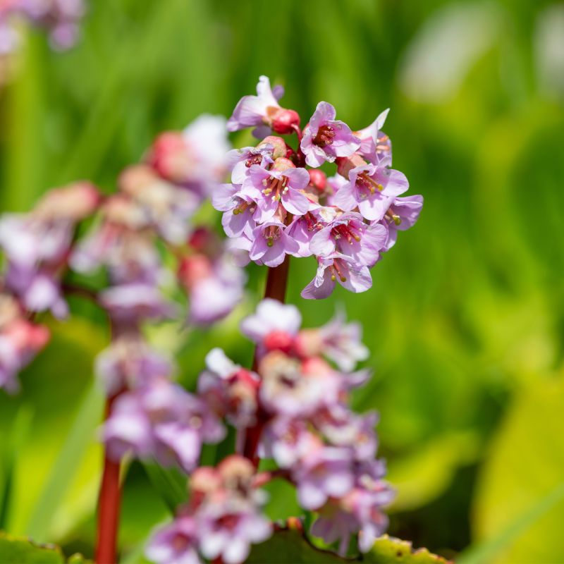 Bergenia Spring Fling Perennial Hero