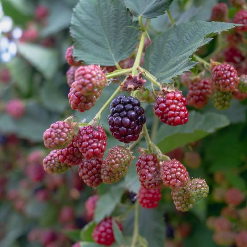 Blackberry Merton Thornless Perennial Hero