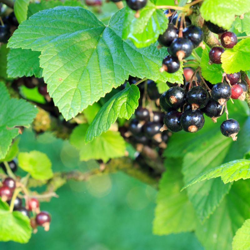 Blackcurrant 'Ben Sarek' - 3L Pot hero